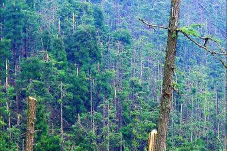 大滩次生林自然保护区旅游