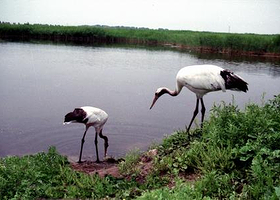 萝北苇场野生水禽栖息地