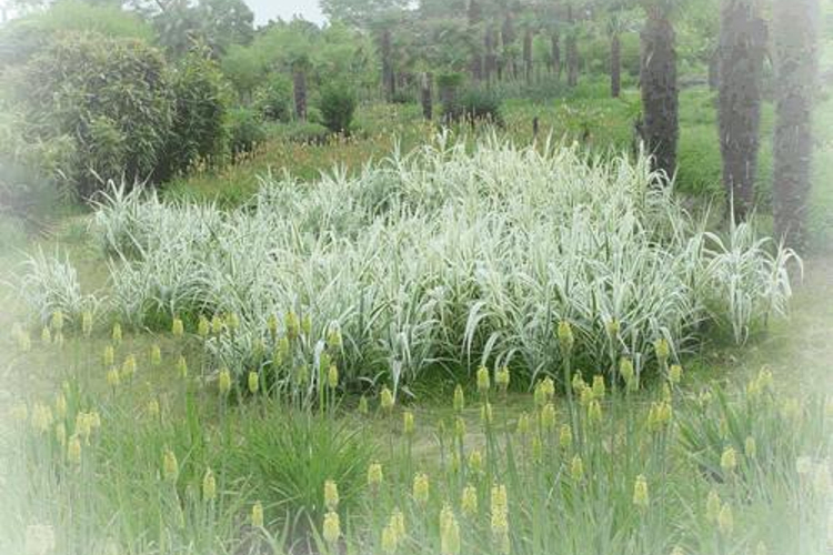 单子叶植物区旅游