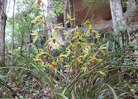野生兰花观光游道
