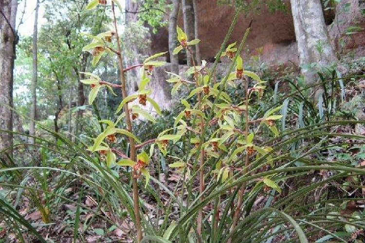 野生兰花观光游道旅游