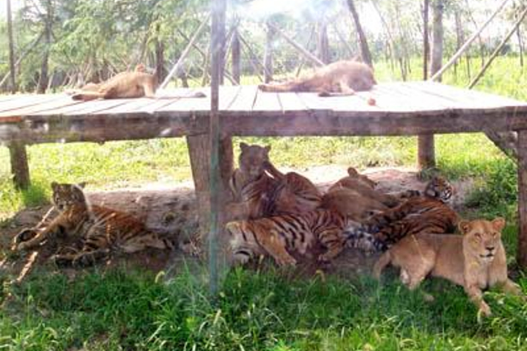 狮虎混放区旅游