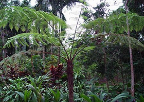 热带植物观赏区