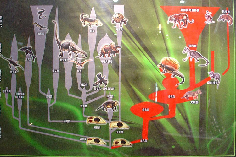 古哺乳动物展厅旅游