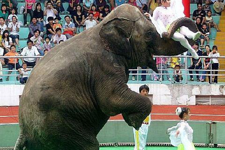 猛兽竞技场旅游