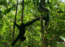 坝王岭长臂猿自然保护区