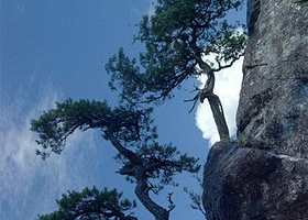 绝壁奇松