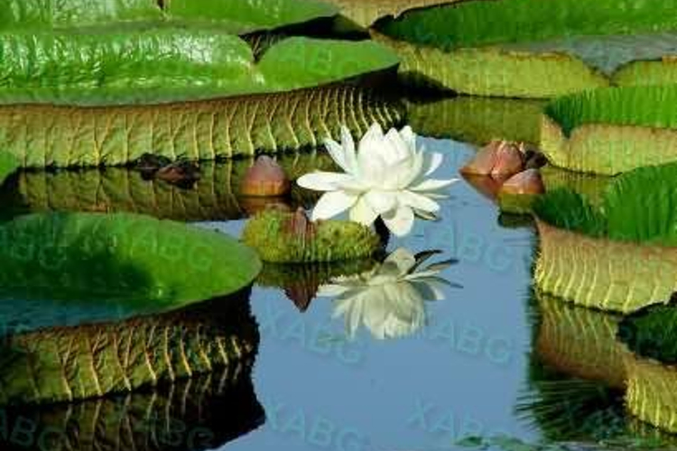 水生植物园旅游