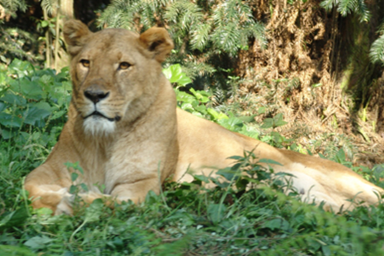 散放动物区旅游