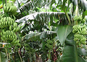 广西百色国家农业科技园区