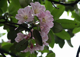 双乳峰古树杜鹃群落