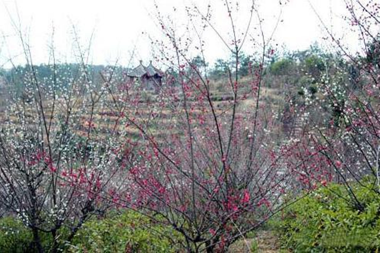 丽华花卉园旅游