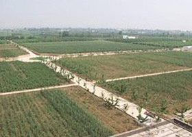 中富苗木扩繁基地