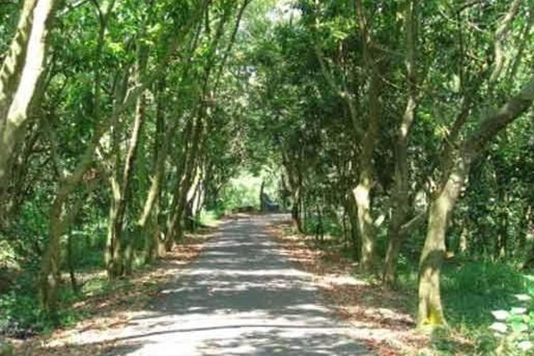 溪州山登山步道旅游