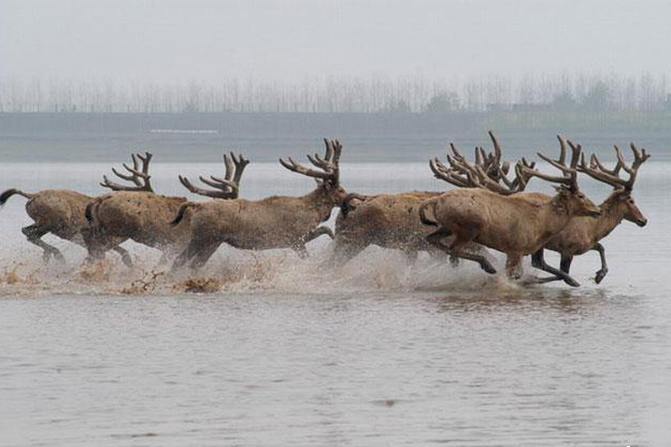 石首糜鹿自然保护区旅游