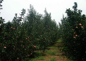 邓庄农业科技示范园