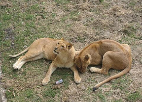 西柳老栓动物园