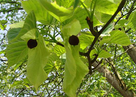 云湖国家森林公园