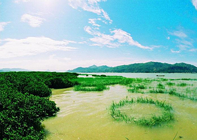 漳州红树林