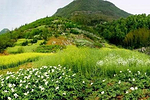 凤凰山