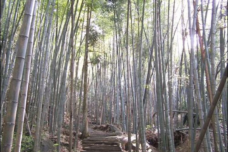 穿越竹海旅游