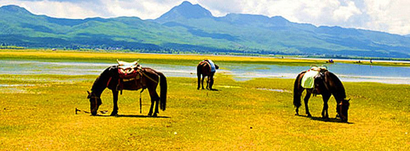 细数丽江马场