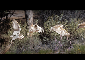 爱丽斯泉沙漠公园