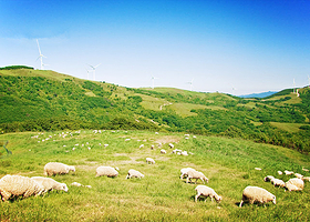 大关岭三养牧场