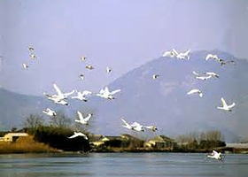 洛东江入海口生态中心