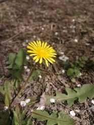 为什么不让买伊宁市到沙湾的火车票