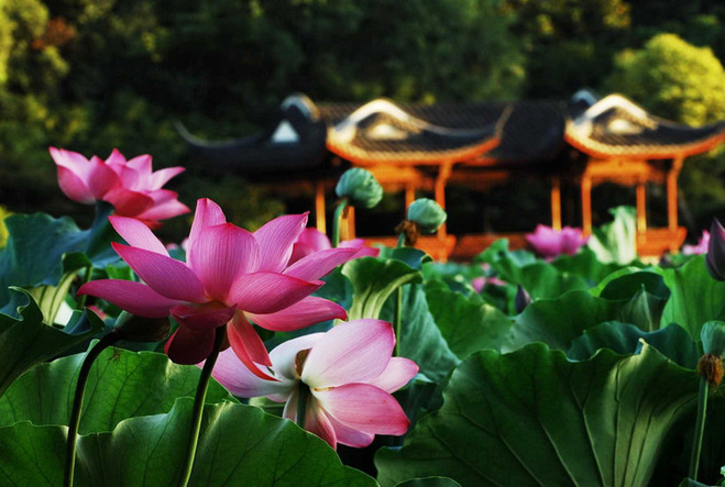 【杭州市区上门接,含船游西湖】杭州—西湖精品一日游(包含:西湖,花港