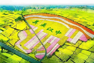 洋县油菜花 朱鹮梨园一日游 2小时/次全车消毒 20%的空座