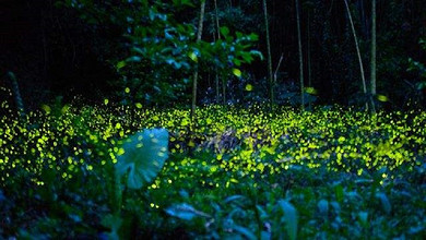 成都直飞亚庇沙巴5/6天跟团游|淘梦岛 红树林长鼻猴萤火虫|赠旅游保险