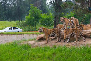亲子美食探索之旅 住一晚廊坊固安福朋酒店 可选北京野生动物园/晚餐