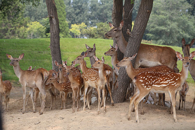 亲子游!住1晚固安县funny(芬妮)概念酒店 北京野生动物园 来康郡温泉