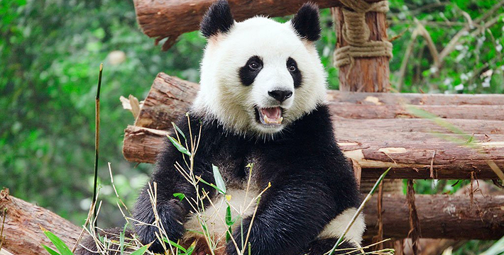 Chengdu Tours